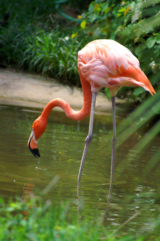 Flamingo