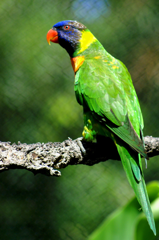 Parrot.jpg
