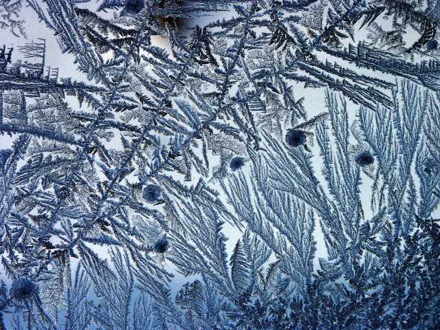 Frilly Frost Ferns