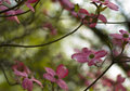 Pretty-In-Pink.jpg