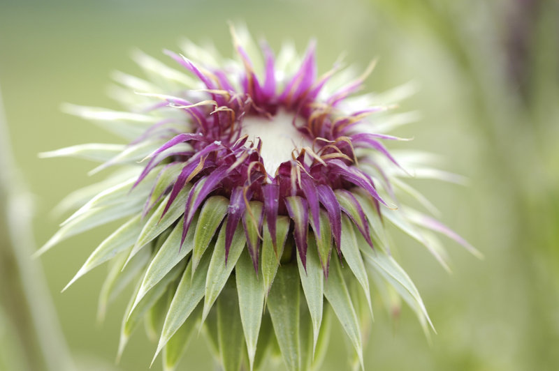 Thistle