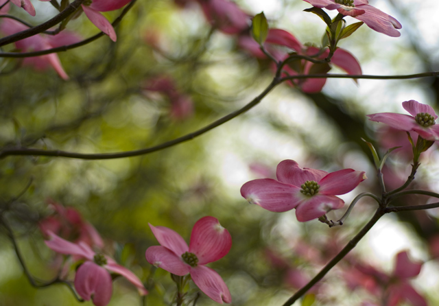 Pretty-In-Pink.jpg