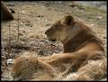 Lioness