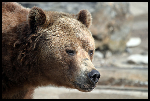 Bear