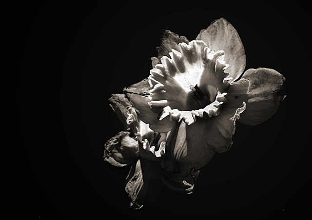 rusted-daff copy.jpg