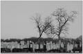 Life among the dead.