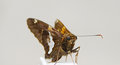 Mothman