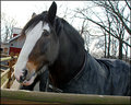 Mr. Ed