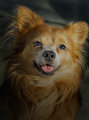 Pet Portrait 4 outtake