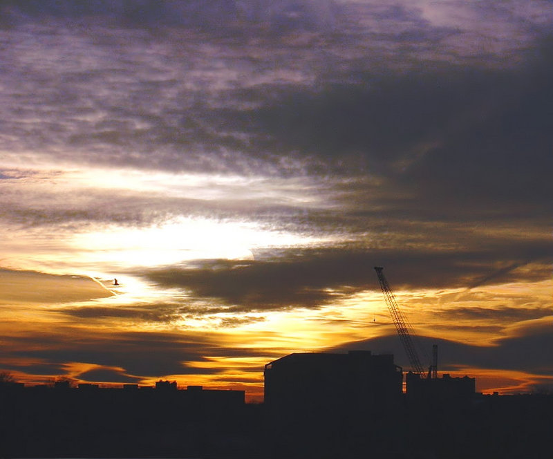Bird in Distance