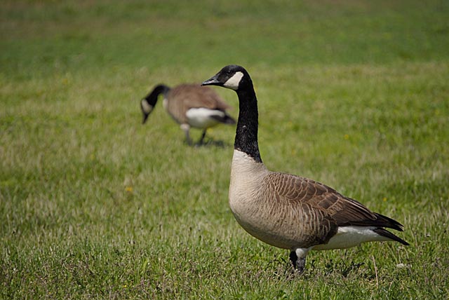 Migration