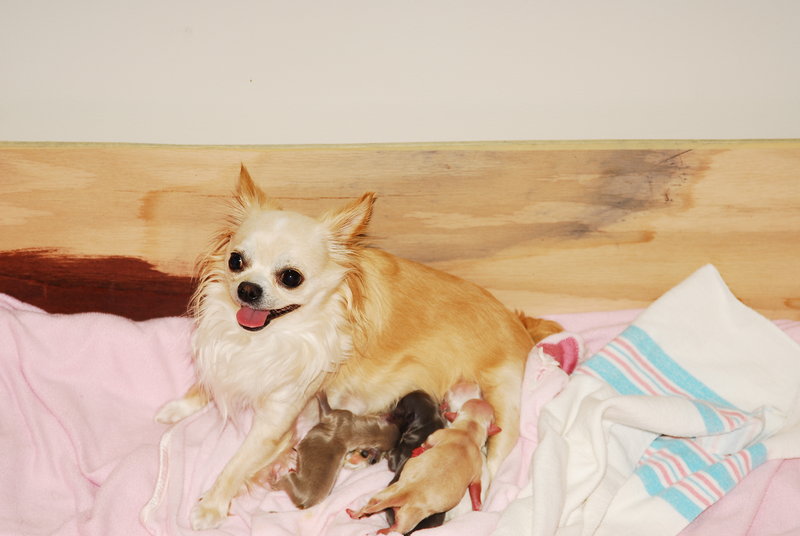 Queen Chewy and the pups.