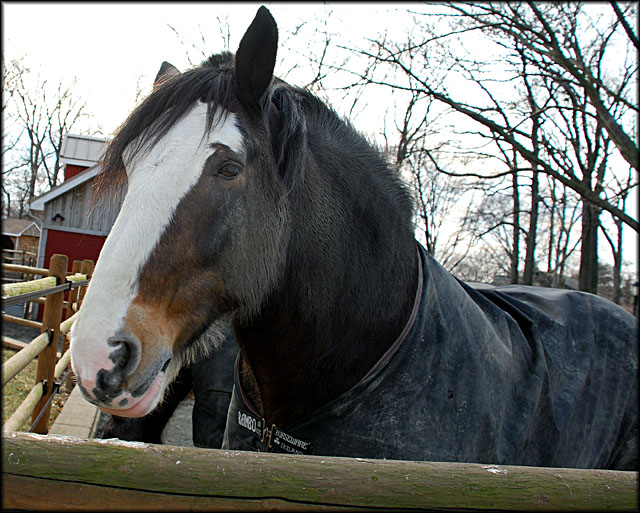 Mr. Ed