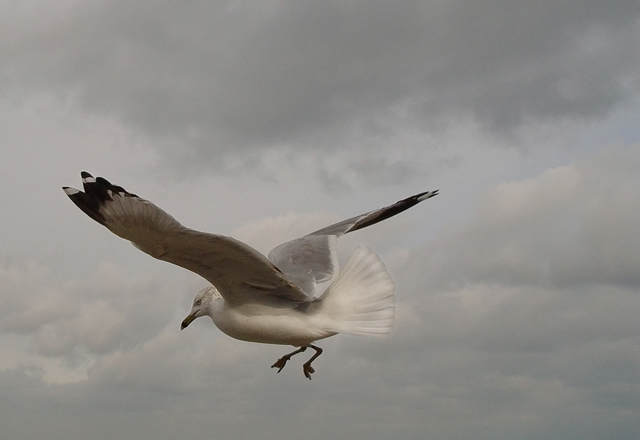 Graceful