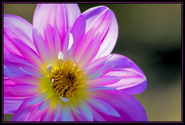 flowerpurp.jpg