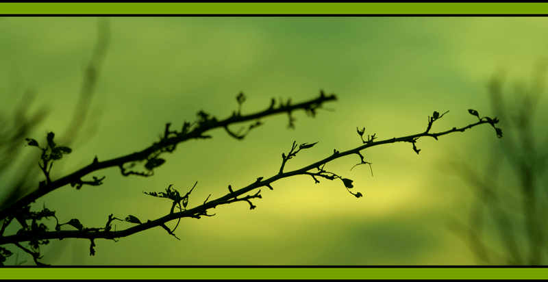 zen-green