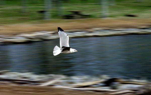 Mid Flight
