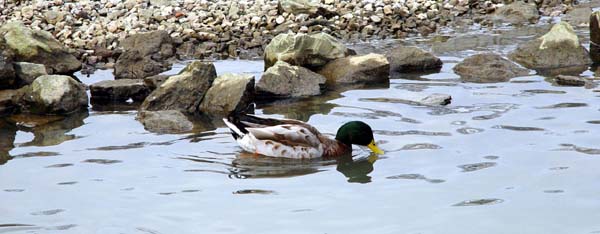 DUCK SWIM 1.JPG