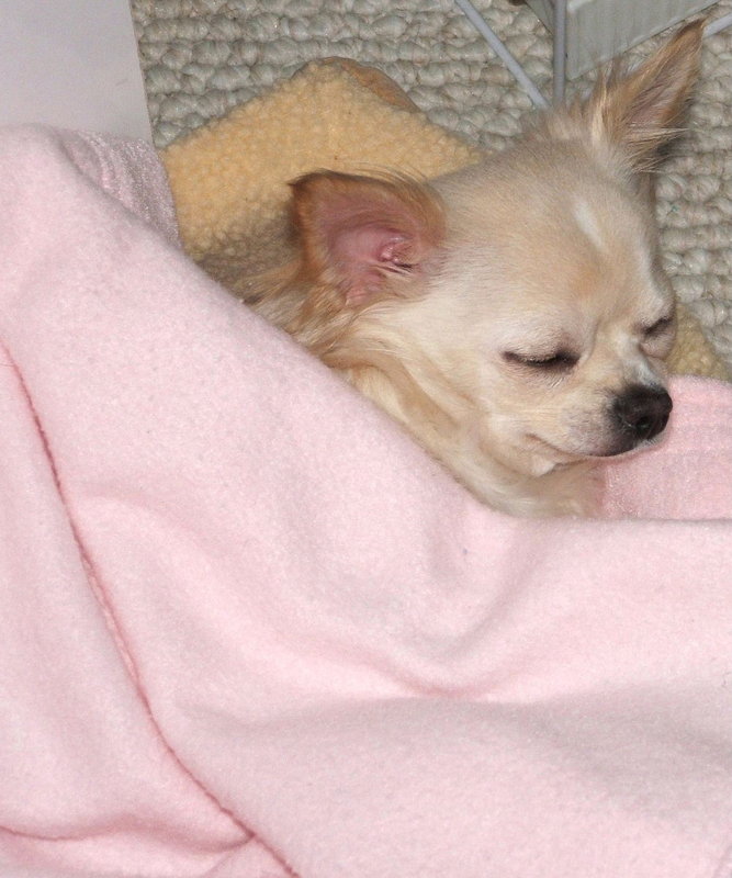 Catching some Snooze