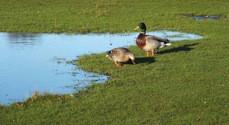 By The Pond