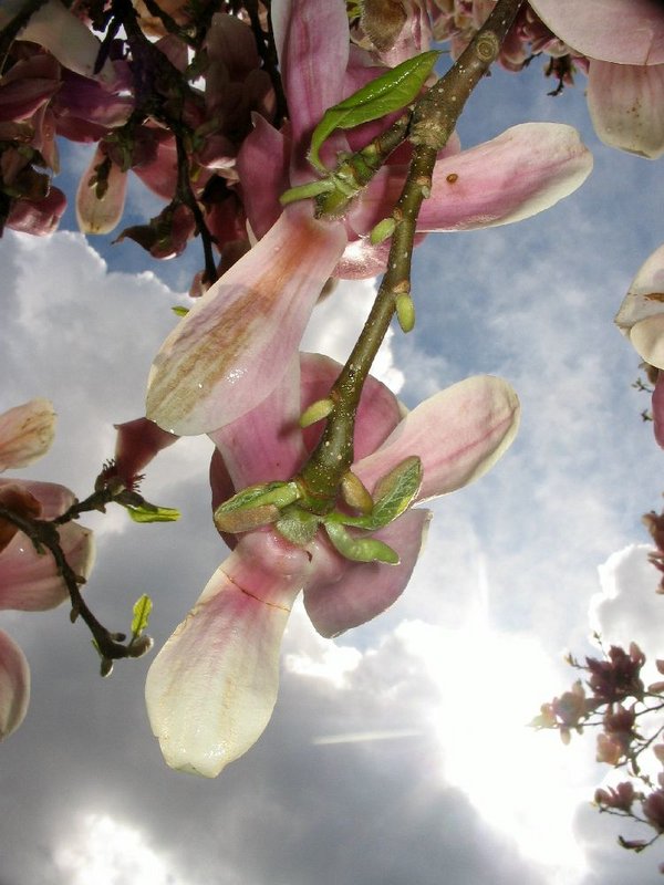 magnolia.jpg
