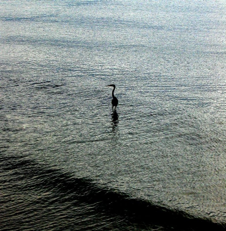 pelican2.jpg