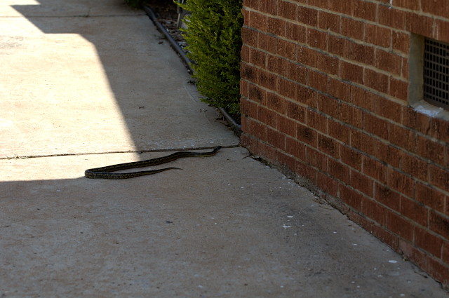 Snake.jpg
