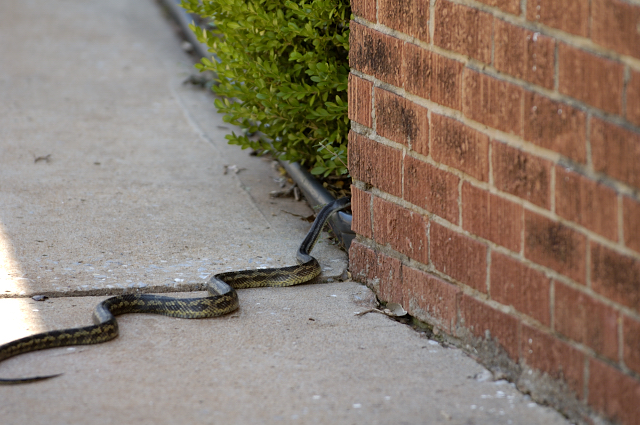 Snake1.jpg
