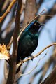 Burchell's Starling