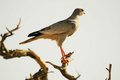 Southern Chanting Goshawk