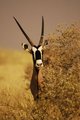 Oryx