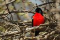 Crimson-breasted Shrike