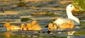Ducklings