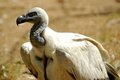 Cape Vulture