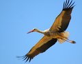 Flying White Stork