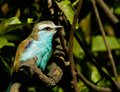 Racket-tailed roller