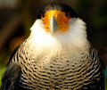 Southern Caracara