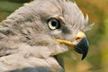 Close Look.jpg