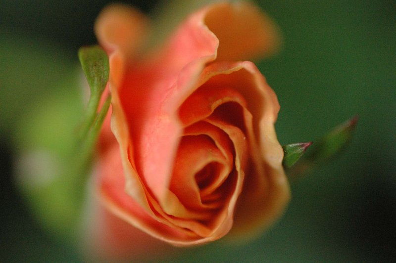 Playmate Close-Up