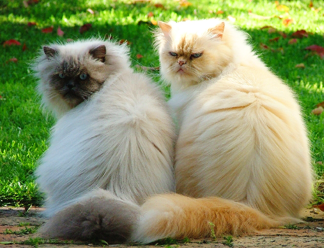 twins