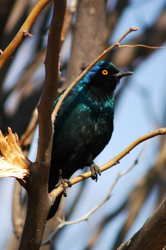 Burchell's Starling