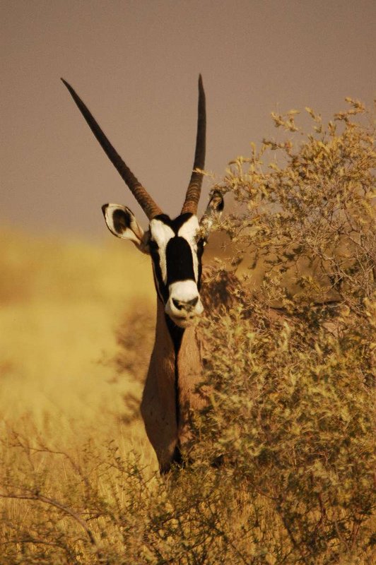 Oryx