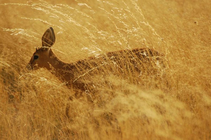 Steenbok