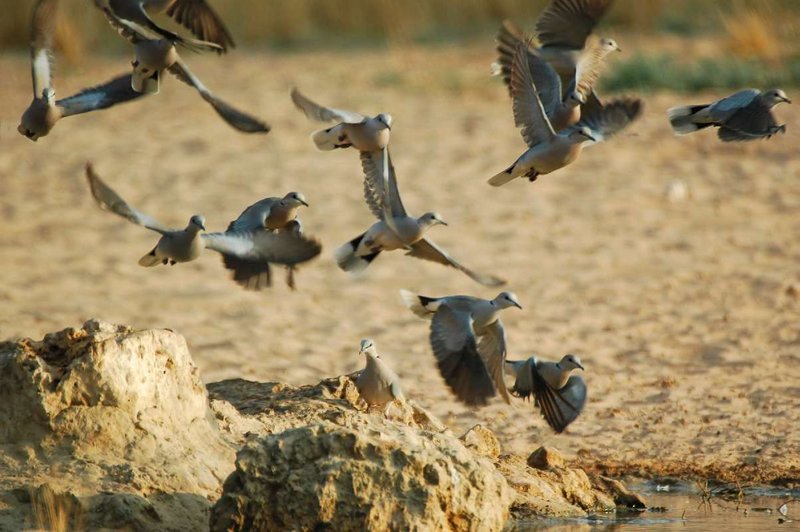 Doves