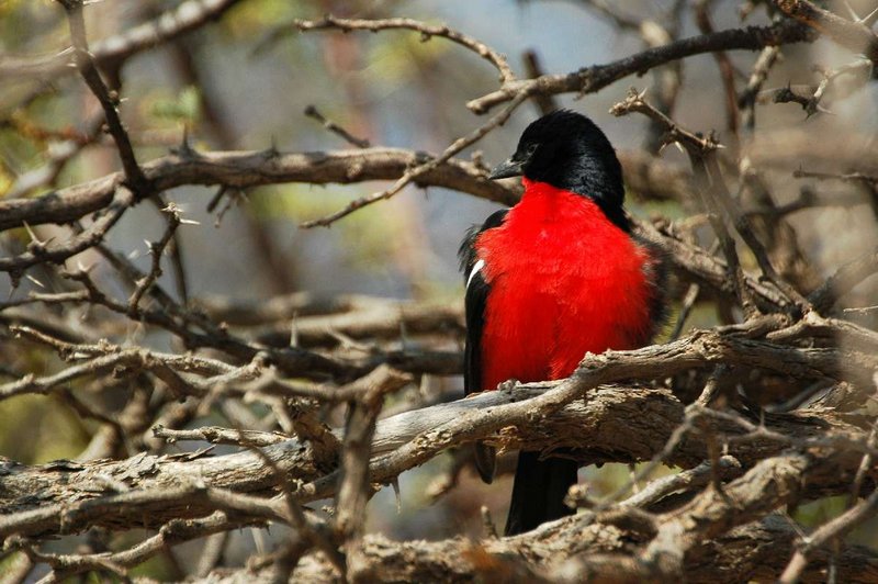 Crimson-breasted Shrike