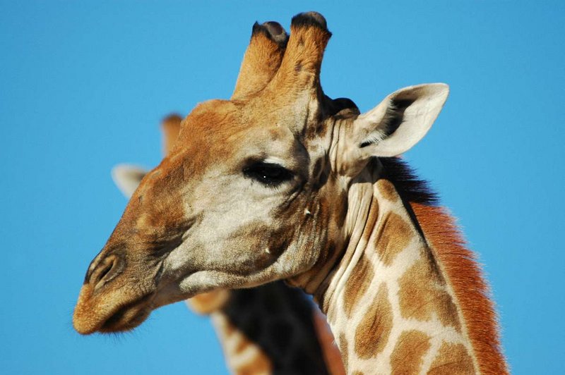 Giraffe
