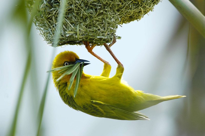 Weaver