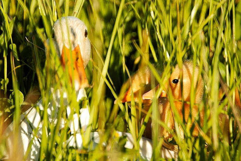 Hidden