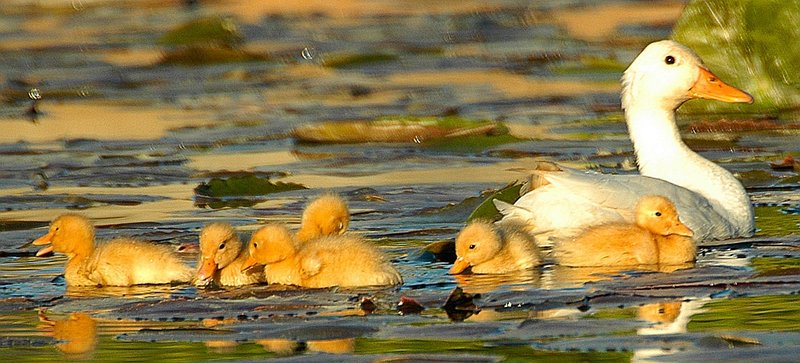 Ducklings