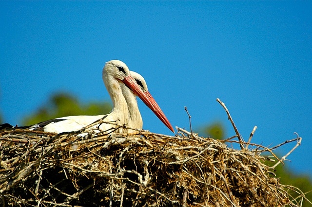 Breeding White Stork